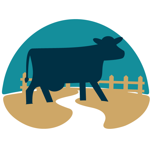 Cow-Qurbani